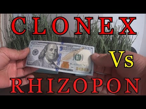 Видео: Какой укоренитель лучше? КЛОНЕКС ГЕЛЬ или РИЗОПОН? CLONEX  Vs  RHIZOPON.