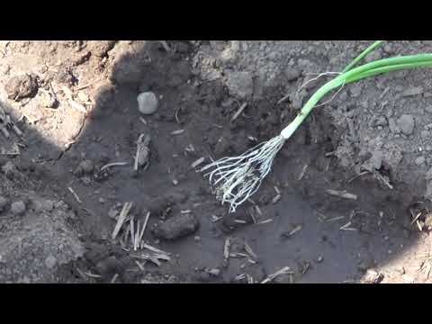 Видео: ЛУК ЭКСИБИШЕН САДИМ ПРАВИЛЬНО