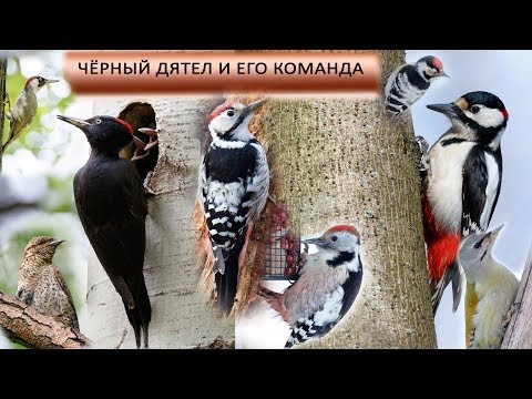 Видео: Черный дятел и его команда