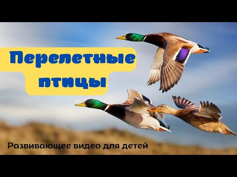 Видео: ПЕРЕЛЕТНЫЕ ПТИЦЫ. 🐦Детям про птиц. Учим птиц для детей. Какие перелётные птицы прилетают весной?