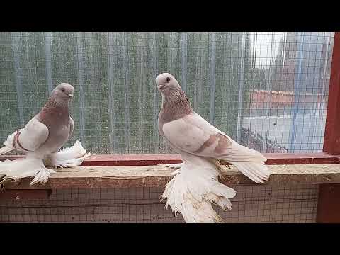Видео: Голуби. Тасманы.Пары 2022