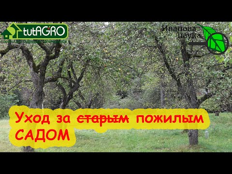 Видео: ОСЕННИЙ УХОД ЗА ВЗРОСЛЫМ САДОМ. Подготовка деревьев к зиме: обследование, обрезка, санация.