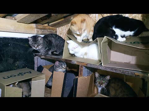 Видео: Сделала котам полочку 😺😸😻