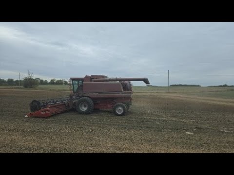 Видео: Готовим Case IH 1680 к последним полям | Уборка сои 2025 — Часть 2