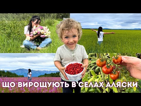 Видео: назбирали СУНИЦІ і зробили ЧАЙ з КВІТІВ: ЛІТО у БАБУСІ в селі
