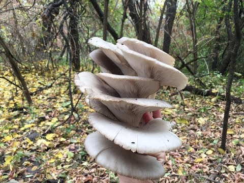 Видео: ВЕШЕНКА ОБЫКНОВЕННАЯ В ДИКОЙ ПРИРОДЕ. Октябрь 2018/ Pleurotus ostreatus