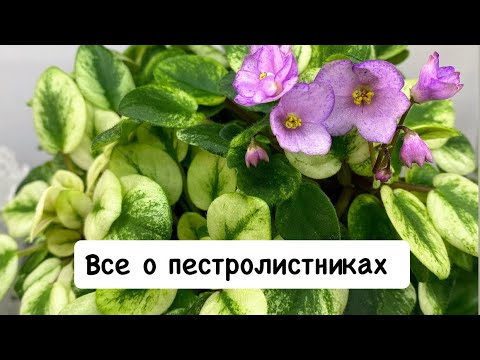 Видео: Пестролистные фиалочки, как получить красивых пёстриков.