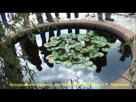 Видео: Экскурсия в питомник водных растений А. М. Марченко