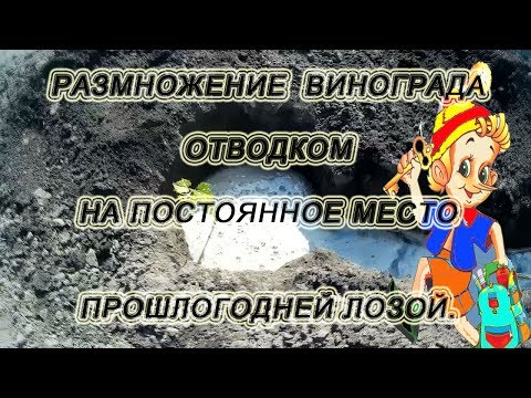 Видео: 🍇 Размножение винограда отводком на постоянное место.