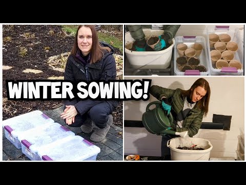Видео: Как сеять зимой БЕЗ молочников!