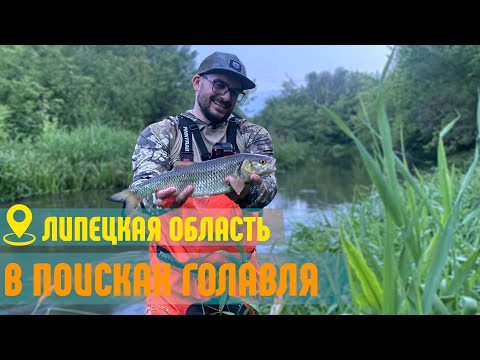 Видео: В поисках голавля по рекам Липецкой области. Дон, Красивая Меча, Воронеж, Быстрая Сосна.