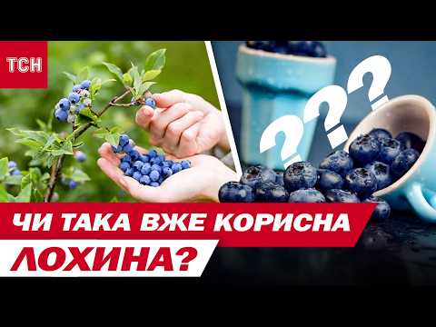 Видео: Як не ЛОХ**СЬ з ЛОХИНОЮ! Чому не за всю ягоду ВАРТО СТІЛЬКИ ПЛАТИТИ?