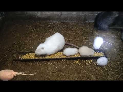 Видео: Кормление нутрий, какие щенки?