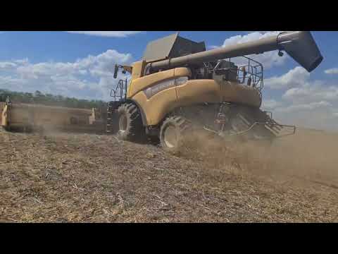 Видео: Уборка зимующего гороха, сорт "Баллтрап". 20.07.2022  No - till