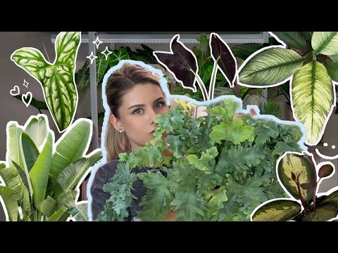 Видео: Обзор и пересадка растений из закупки🌱Сравнение Алоказий🌱Стрелиция Николая из семян🌱Спасаю Аглаонему
