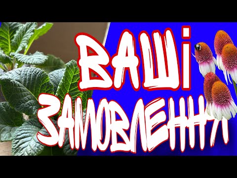 Видео: #вашізамовлення #ехінацея #рослини