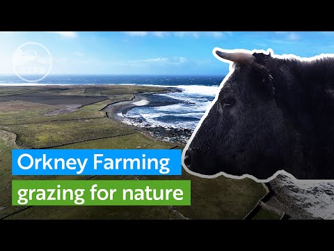 Видео: Новаторский проект, работающий с фермерами, увеличил численность куликов на Оркнейских островах.