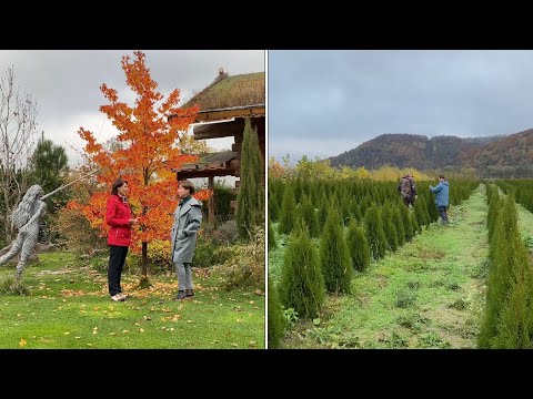 Видео: РОСЛИНИ на будь-який гаманець  ЗЕЛЕНІ ЯНГОЛИ Ч.1