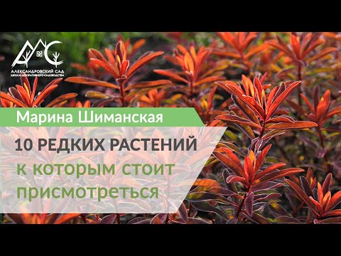 Видео: 10 редких растений, к которым стоит присмотреться