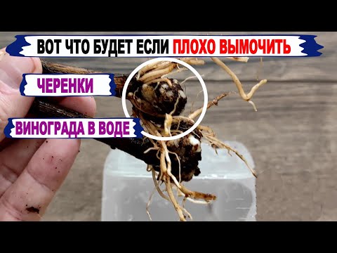 Видео: 🍇 Без ЭТОГО НИКОГДА ХОРОШО не укореняются ЧЕРЕНКИ винограда. Сколько вымачивать черенки в воде.