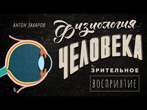 Видео: Мы видим мозгом! Зрительное восприятие. Физиология человека — 8 урок