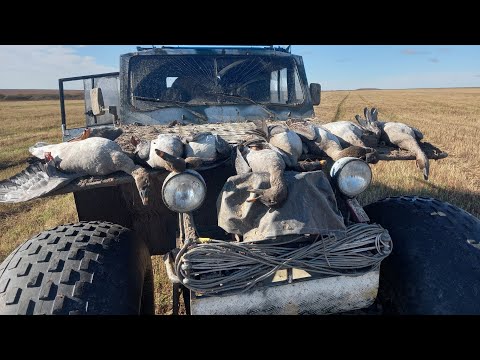 Видео: осенняя охота на!!!ГУСЯ!!С новым ружьём МР-155 STRELA#Амурская#область #