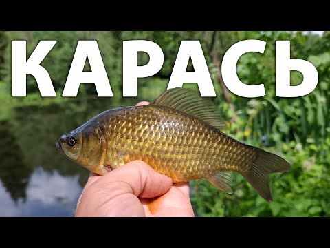 Видео: Этому карасю только поплавок подавай! Рыбалка на поплавочную снасть. Ловля карася на хлеб #рыбалка