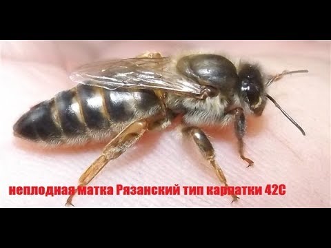 Видео: породы пчел на пасеке - часть 1 - местная пчела на основе карпатки