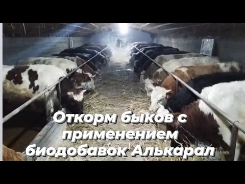 Видео: Откорм бычков. Это должен знать каждый фермер.