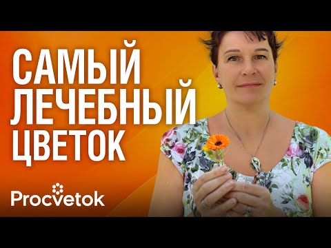 Видео: ВИТАМИНЫ ДЛЯ ГЛАЗ РАСТУТ У ВАС В САДУ! Готовим целебную настойку и масло из календулы