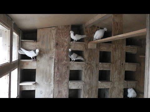 Видео: Ну вот и достроил ГОЛУБЯТНЮ.