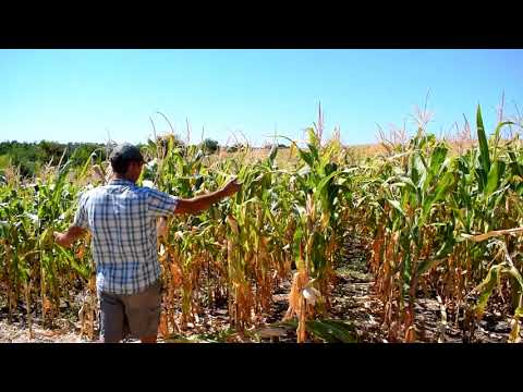 Видео: Рихлення проти Оранки,  порівняння