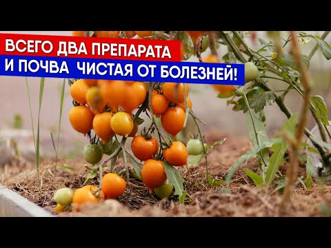 Видео: Всего два препарата и почва  чистая от болезней!