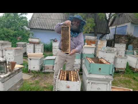 Видео: Метод Стоянова. Первое расширение без поиска матки. #мед #пчеловодство