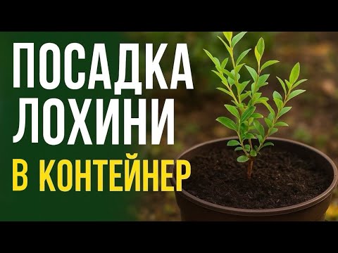 Видео: Правильна посадка лохини восени 🌱 Лохина в контейнері крок за кроком