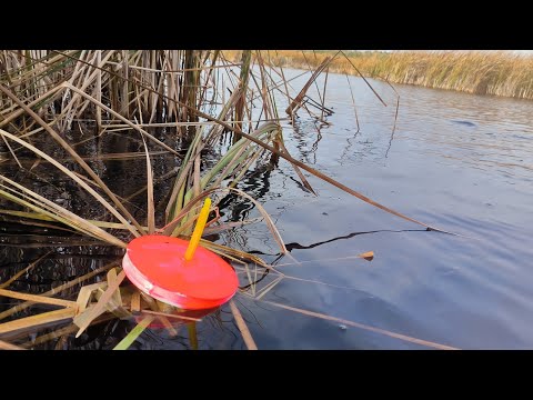 Видео: РАССТАВИЛ КРУЖКИ У КРАЯ КАМЫША..И ВОТ ОНА!!)))