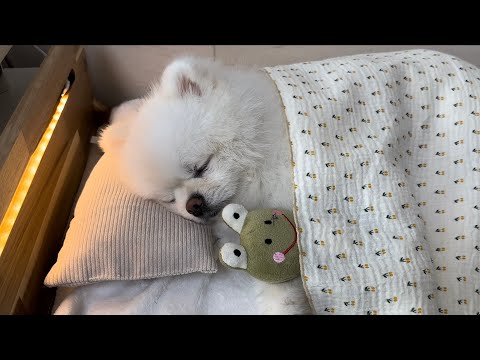 Видео: Я положил на него электрическое одеяло, и собака заснула, как человек.