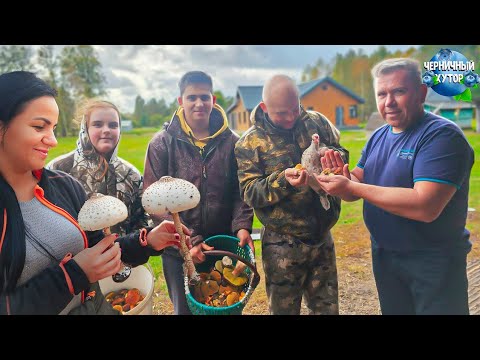 Видео: Сбор грибов. Круглосуточное видеонаблюдение. Избавлялись от уток, а на голову свалились цыплята.