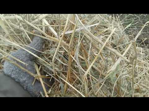 Видео: Солома как один из кормов для овец