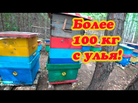 Видео: ГОДОВОЙ ЦИКЛ РАБОТЫ от А до Я в 16 РАМОЧНОМ УЛЬЕ, БОЛЕЕ 100 кг МЁДА за СЕЗОН сделай это и результат