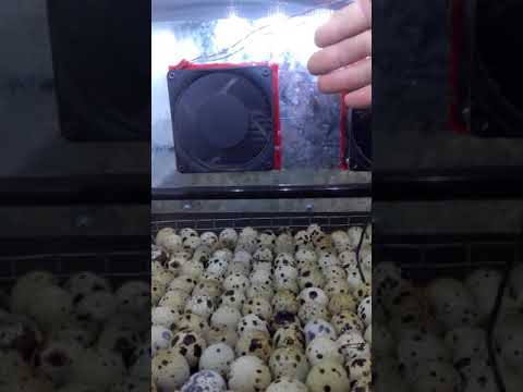 Видео: Инкубатор из холодильника