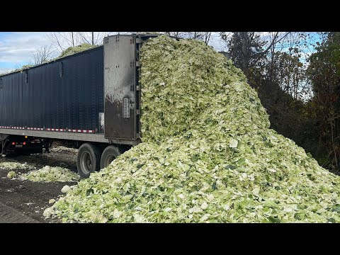 Видео: Новый водитель грузовика «МОЙ СЫН» против 20 тонн капустных отходов… Что может пойти не так?