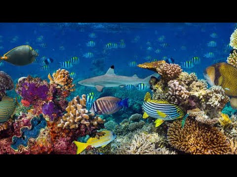 Видео: Як ми облаштували найпростіше укриття для дітей