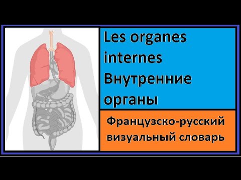 Видео: Les organes internes - Внутренние органы - Французско-русский визуальный словарь