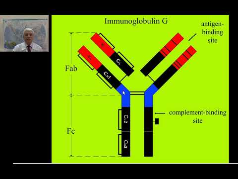 Видео: 16:40-18:10 Белки крови Иммуноглобулины