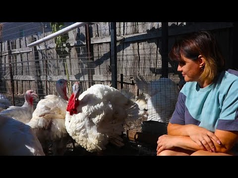 Видео: ВИНОГРАД СОБРАЛИ, ИНДЮКИ ПОДХОДЯТ!