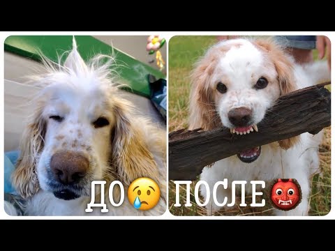 Видео: Что с ним стало после грумера!? Спаниель Валентин.