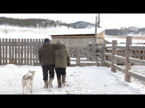 Видео: Ёһото. Жизнь на стоянке | Хүдѳѳгэй ажабайдал