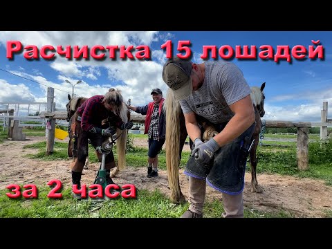 Видео: Расчистка табуна