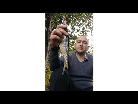 Видео: Закуска к пиву - рыба "Чехонь". #еда  #закускакпиву #природа 